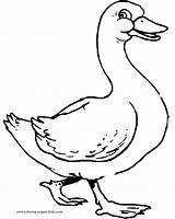 Duck Walking color Page Free printable coloring Sheets For Kids sketch template