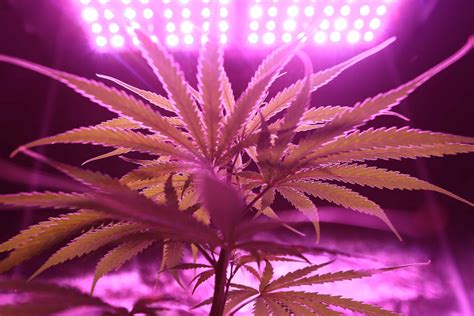 Best LED Grow Lights for Cannabis In Canada - 2020 Review