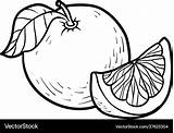 Grapefruit Coloring Texas Pages Clipart Template Sketch Page sketch template