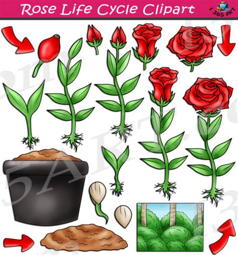 Rose Life Cycle Clipart Set Download - Clipart 4 School