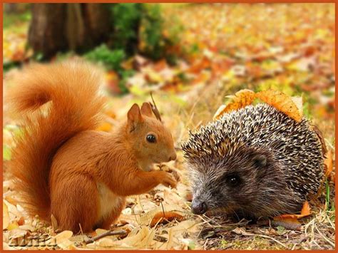 Hedgehog and squirrel having fun. Not sure how this could happen in ...