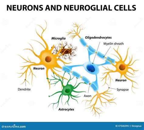 Glial cells in the brain stock vector. Illustration of micro - 47546395