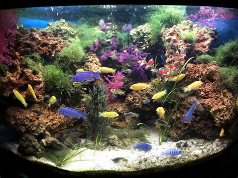 How to Set Up a Cichlid Aquarium