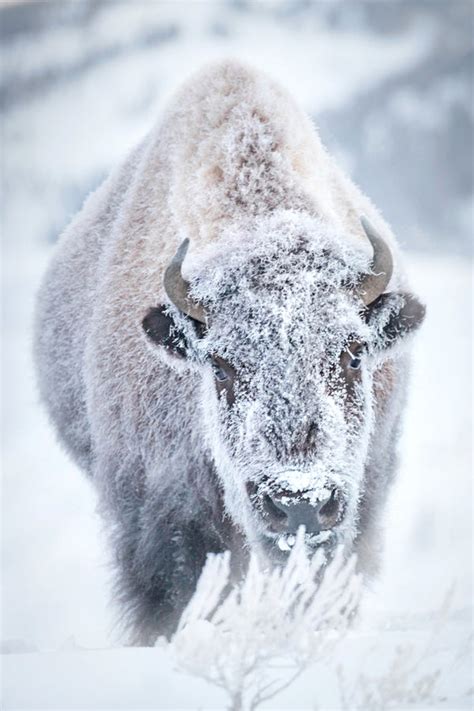 FROSTY THE BISON, Snow Covered Bison, Buffalo in Snow by Rob's Wildlife ...