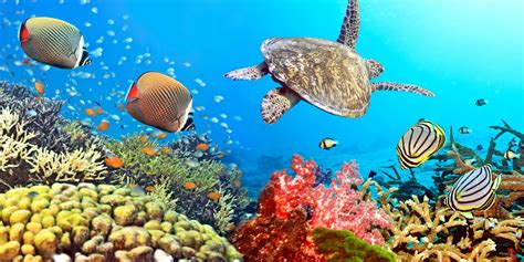Great Barrier Reef Sea Turtles