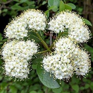 Viburnum prunifolium (Blackhaw, Black Haw, Blackhaw Viburnum, Nannyberry, Plum Leaf Viburnum ...