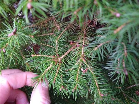 Dwarf Alberta Spruce - THE GARDEN WEBSITE.COM