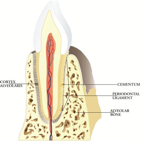 Deep periodontium. The main function of the deep periodontium is to ...