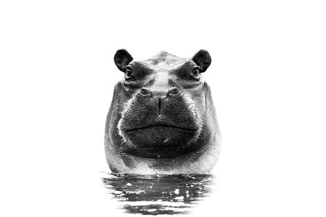 Hippo portrait B&W / Black and white / Webshop - Richard Guijt Photography