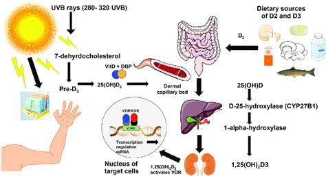 Giuliano Gil : La vitamina D e la nostra salute. Integratori e il sole. Ci rubano il sole, perché?