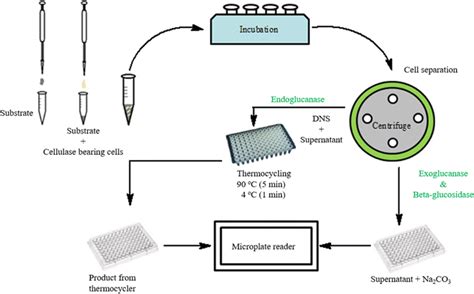 A simplified description of the enzyme activity assay. The... | Download Scientific Diagram