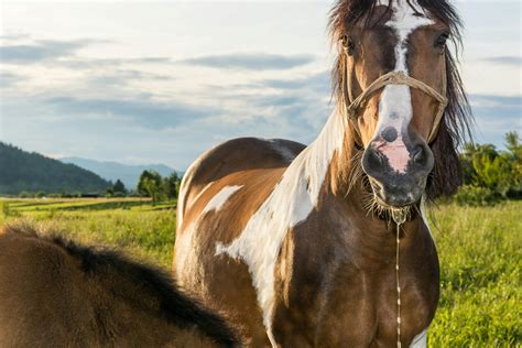 Dental Caries in Horses - Symptoms, Causes, Diagnosis, Treatment ...