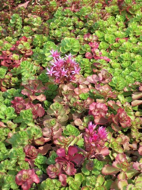 Dragon’s Blood Stonecrop – Wilson Nurseries