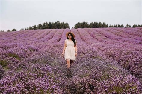 Cotswold Lavender Fields 2024 - 7 Essential Tips Before You Visit!