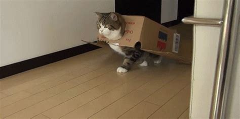 Cat In Box GIF - Find & Share on GIPHY