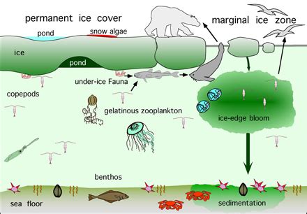 Home, Arctic Ocean biodiversity