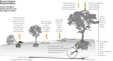 Carbon Sequestration in Forests | MN Board of Water, Soil Resources