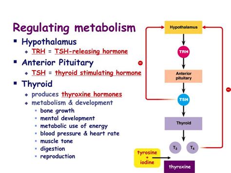 PPT - Endocrine System Glands & Hormones PowerPoint Presentation - ID:3438115