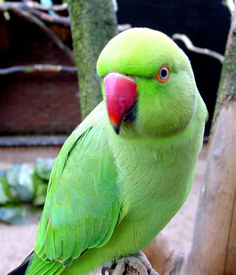 Parrot wallpaper, Parrot, Parrot bird