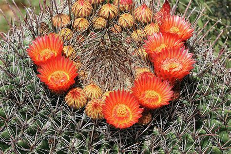 Cactus With Yellow And Orange Flowers : Gardening tools shovel, pot ...