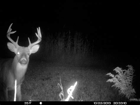 Whitetail Deer: Analyzing a Trail Camera Photo | Outdoor Life