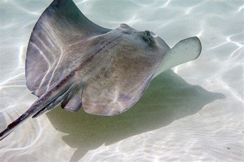 Meet The Rays- Types of Stingrays, Eagle Rays and Manta Rays - Scuba.com