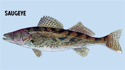 What Is A Saugeye – The Truth About This Hybrid Fish