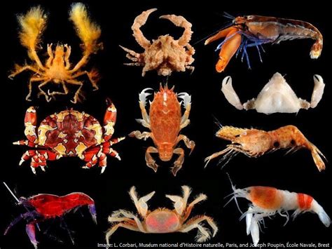 Interesting facts about crustaceans – Just Fun Facts