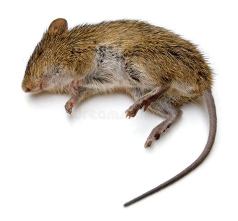 Dead Rat stock photo. Image of animal, lifeless, dead - 14827780