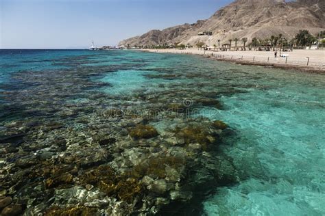 Coral reef in Eilat stock image. Image of beautiful - 125591477