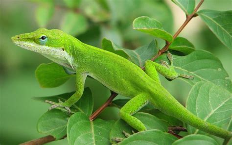 Wallpaper : 1280x800 px, gex, green, lizards, trees 1280x800 ...