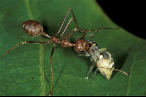 Spider Hides From Spider Among Spider-Eating Ants