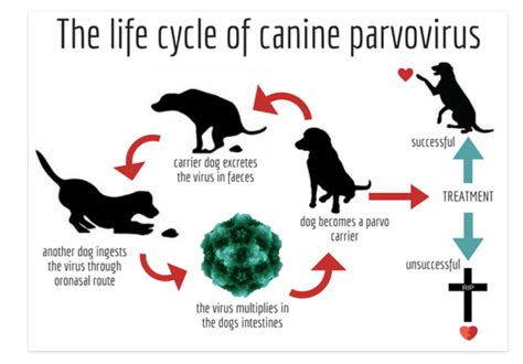 What is Distemper in Dogs? — Saving Orphan Souls Rescue