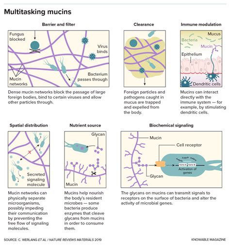 Mucus: The Body's Unsung Hero | Scientific American