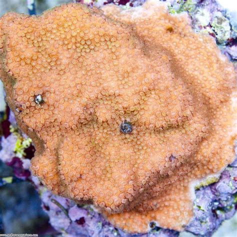 Montipora Coral Encrusting - Seahorse Aquariums Ltd