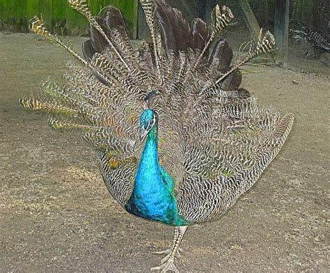 Young Peacock Displaying Photograph by Jeanne Juhos - Fine Art America