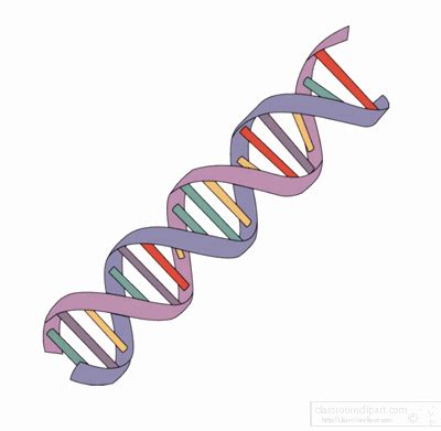 Animated DNA Strands Clipart