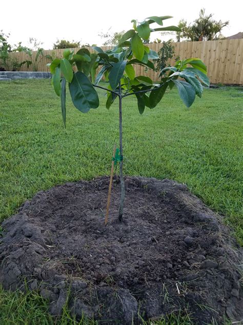 Can You Grow Black Sapote From Seed... and will it make GOOD fruit?? | The Survival Gardener