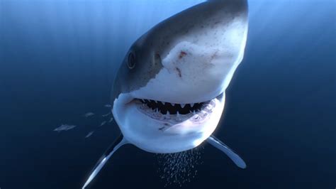 Great White Sharks 360 Video 4K!! - Close encounter on Amazing Virtual ...