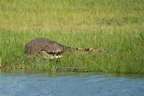 Photos and pictures of: Nile crocodile at Lake Rwanyakizinga, Crocodylus niloticus, Akagera ...