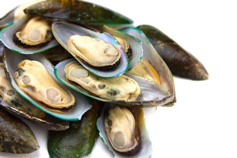 Green Lipped Mussels – Raw Feeding Miami