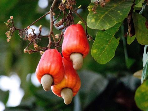 Cashew Apple Tree Anacardium Orridentale Rare 'fruit' Seeds Cashew Nut Tree, Red-orange ...