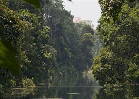 4 nature reserves in Singapore for trails & wildlife | HoneyKids Asia