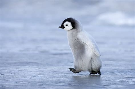 Cute Baby Penguins Wallpaper