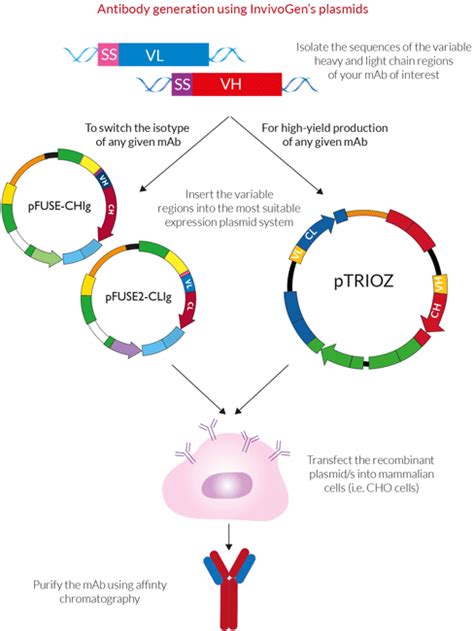 Antibody Generation | Plasmids | InvivoGen