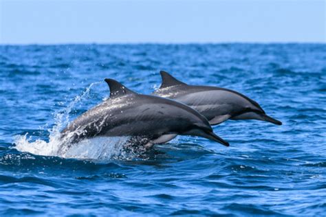 Spinner Dolphin Facts - CRITTERFACTS