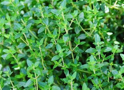 Thyme plant spanish - semryte