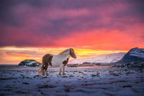 Iceland Horse Wallpapers - Top Free Iceland Horse Backgrounds - WallpaperAccess