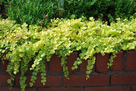 Golden Creeping Jenny - Google Search | Lysimachia nummularia, Wall garden, Creeping jenny