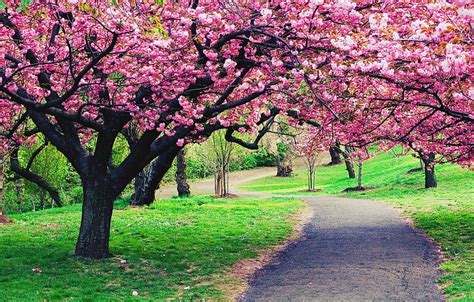 Cherry Blossom Landscape, sakura, tree, green, spring, pink, cherry blossom, HD wallpaper | Peakpx